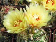 3609_Hamatocactus setispinus8-08-2015_12-10(0)